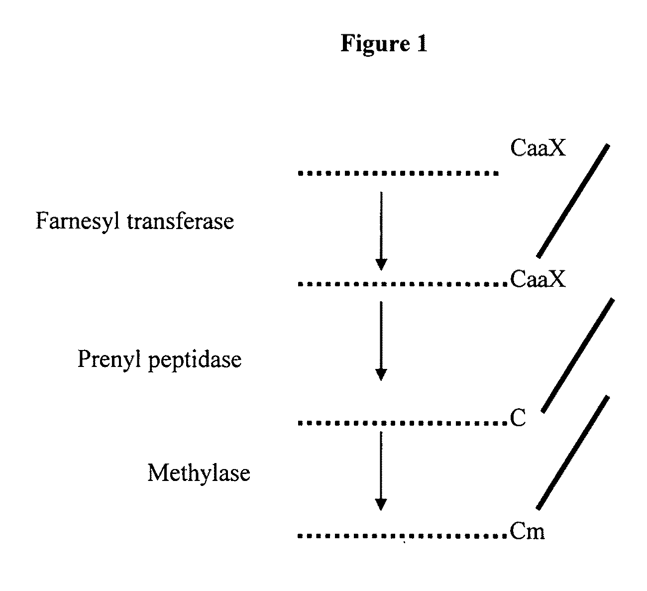 Polynucleotides encoding plant prenyl proteases