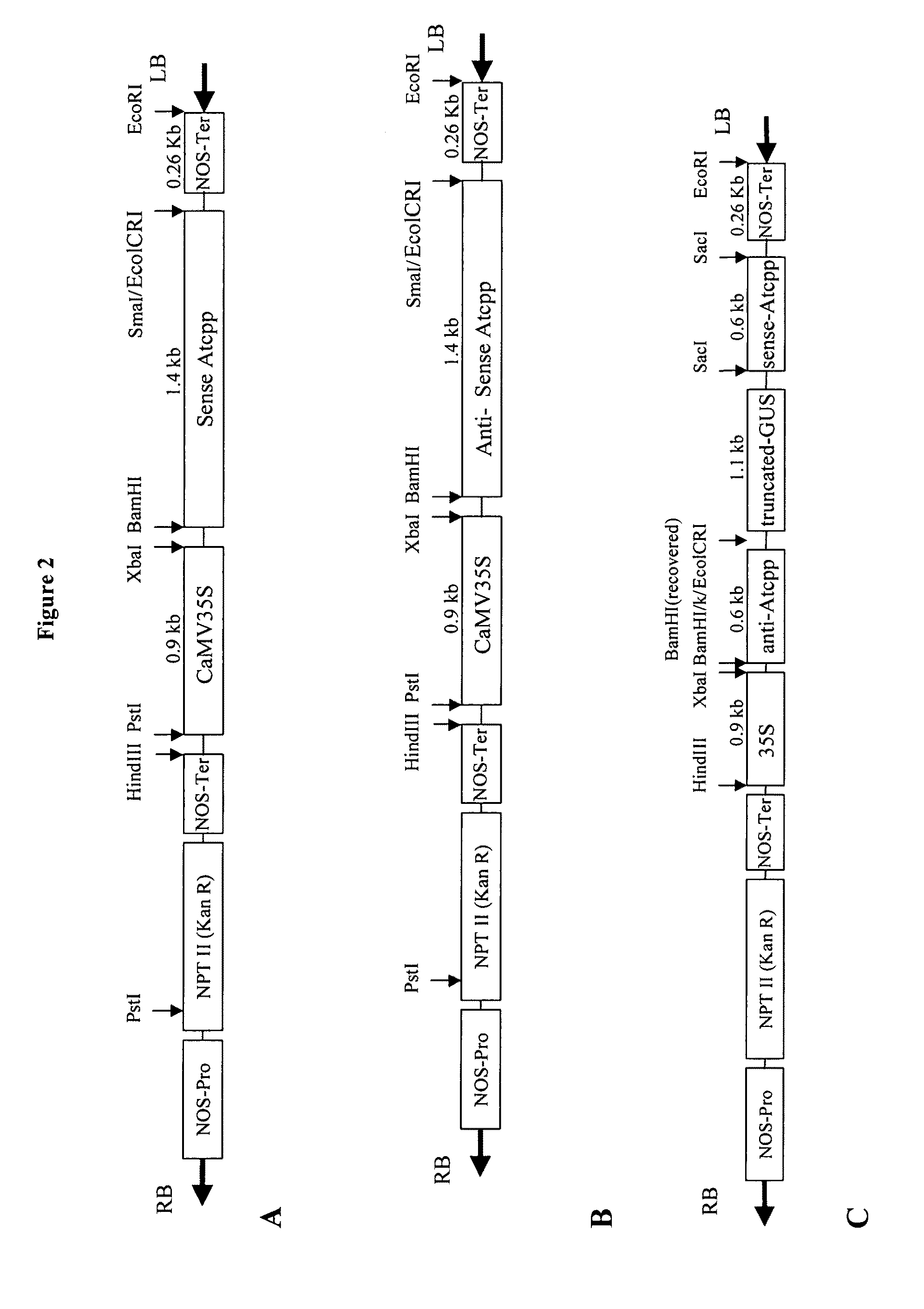 Polynucleotides encoding plant prenyl proteases