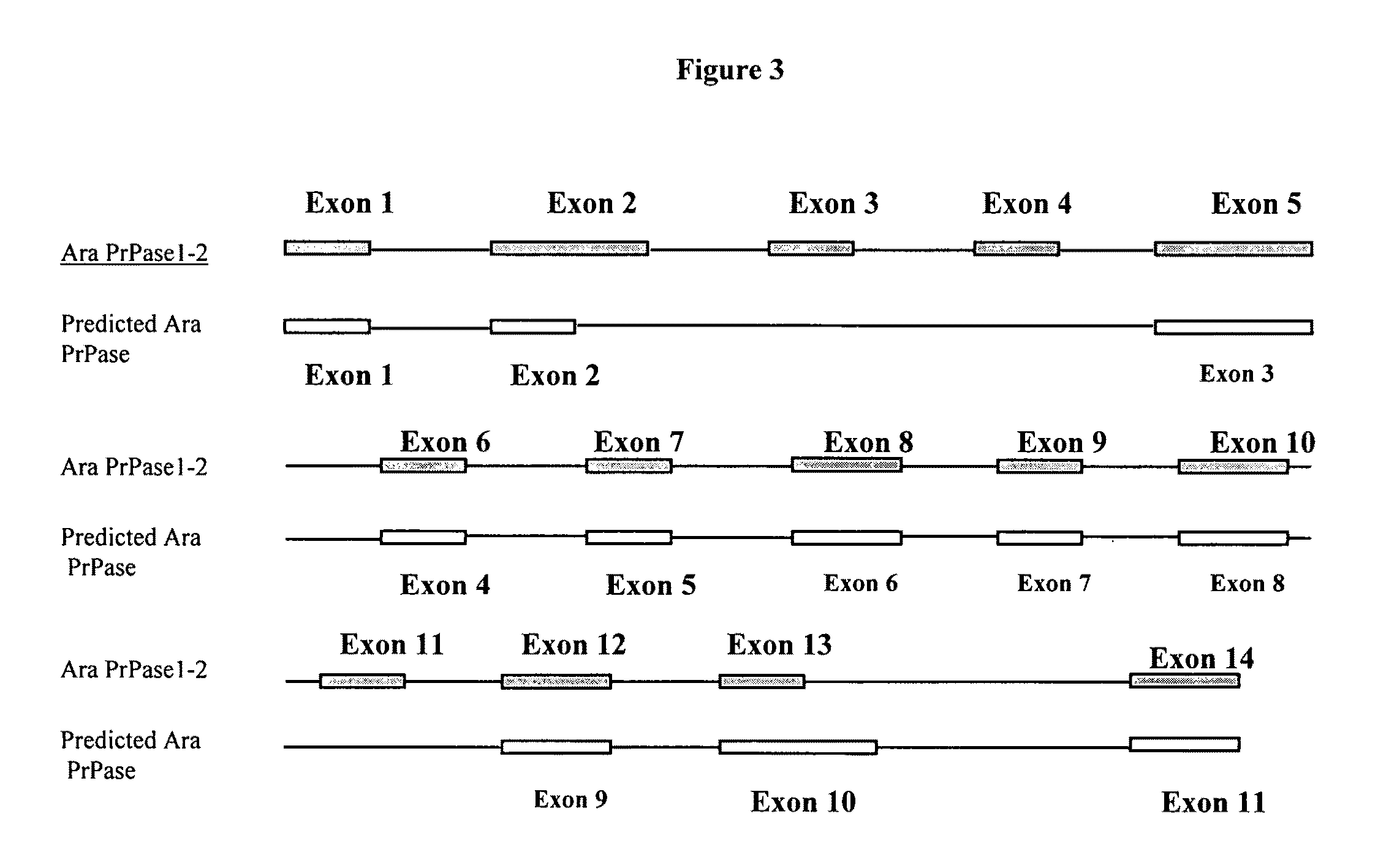 Polynucleotides encoding plant prenyl proteases