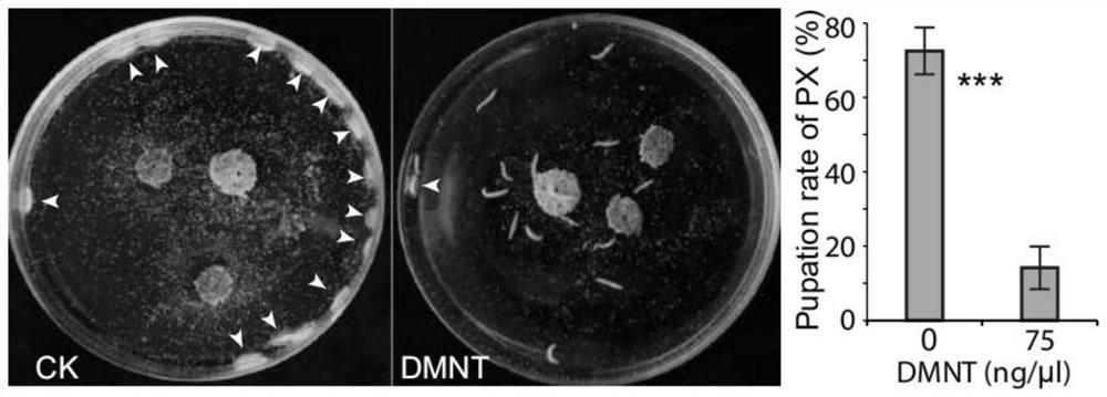 Application of dmnt in preparation of lepidopteran insecticide