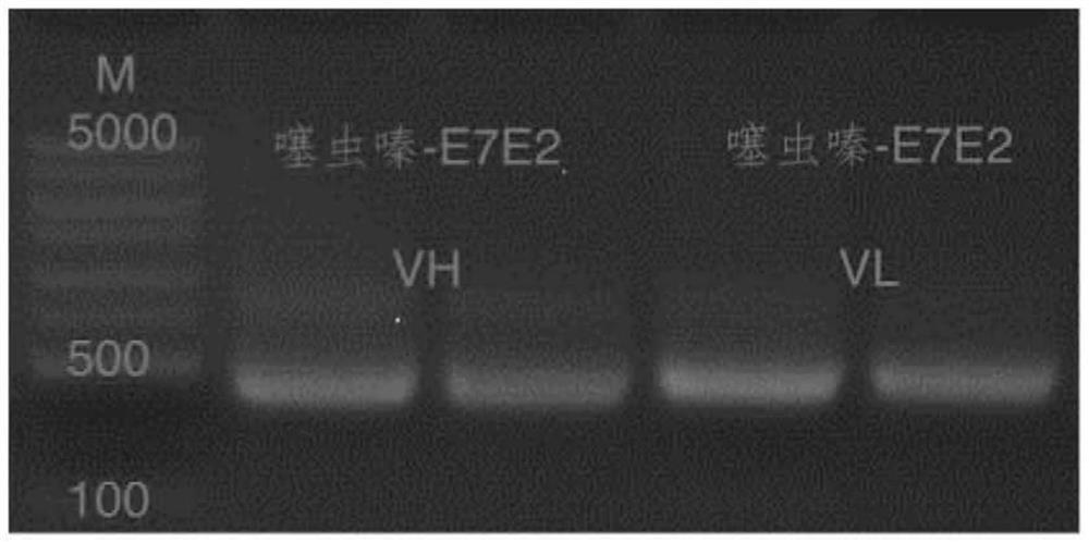 Variable region sequence of specific anti-thiacloprid antibody and anti-thiacloprid recombinant overall-length antibody