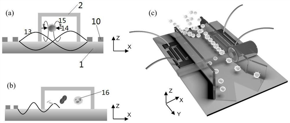 An acousto-optic microfluidic chip for accurately sorting leukocyte subtypes and its sorting method