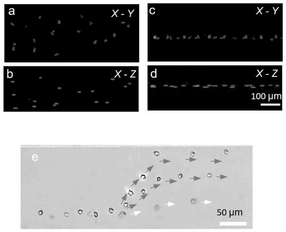 An acousto-optic microfluidic chip for accurately sorting leukocyte subtypes and its sorting method