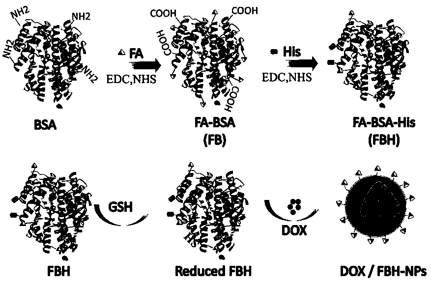Folic acid receptor-mediated in-tumor environment-sensitive doxorubicin albumin nanoparticle and preparation method