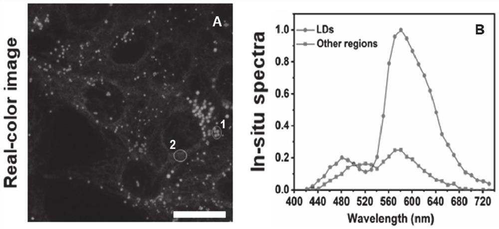 Monomolecular fluorescent probe capable of simultaneously distinguishing and imaging lipid droplets and endoplasmic reticulum and application thereof