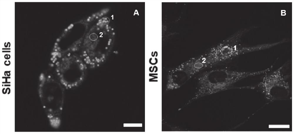 Monomolecular fluorescent probe capable of simultaneously distinguishing and imaging lipid droplets and endoplasmic reticulum and application thereof