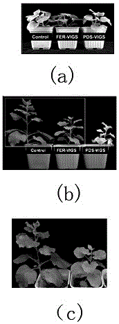 Tobacco NbFER gene and application thereof in tobacco planting