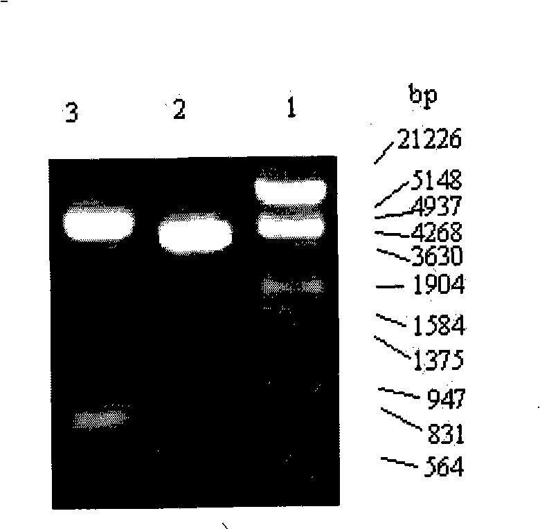 Recombined staphylococcus aureus enterotoxin N oral preparation and application thereof