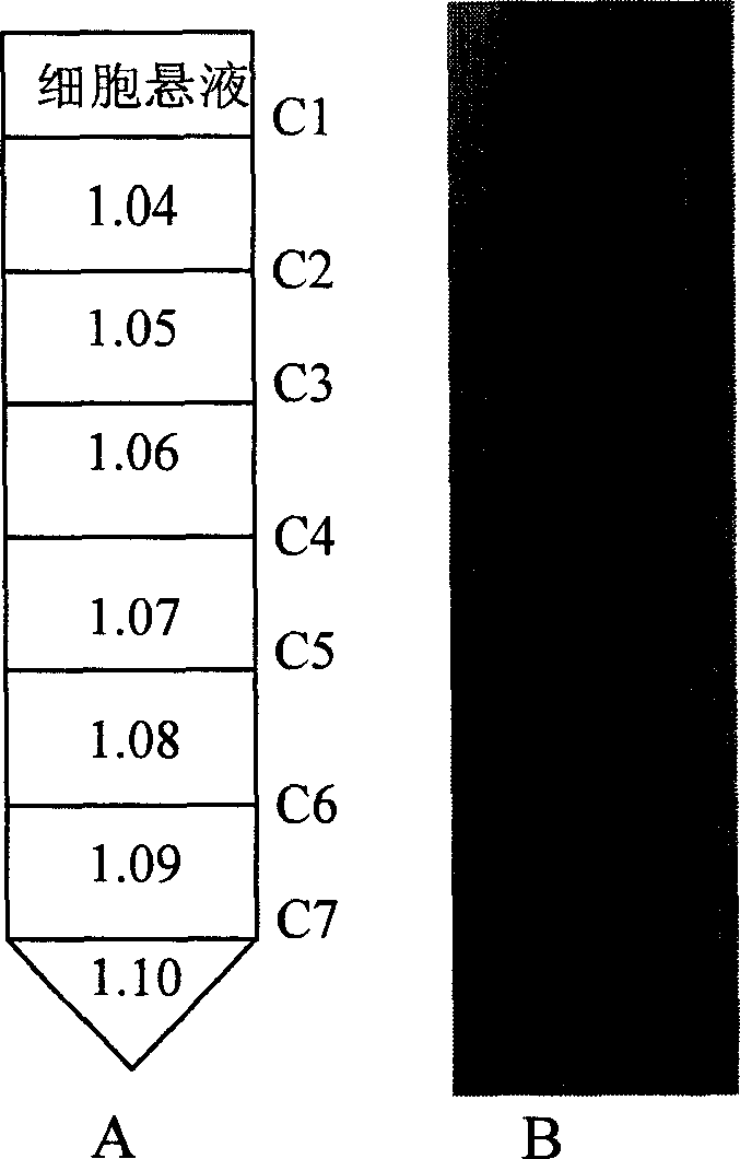 Separation and purification method for spongy archaecyte