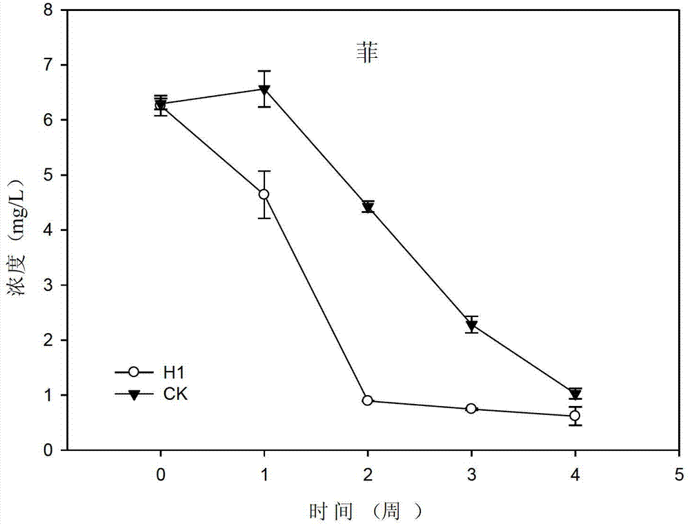 Tistrella mobilis bacterial strain, polycyclic aromatic hydrocarbon degradation reagent, soil remediation reagent, and the application of Tistrella mobilis bacterial strain