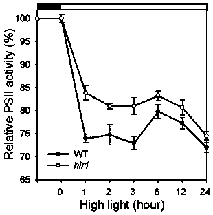 Microalgae light-harvesting protein NoHLR1 gene and application thereof