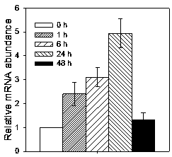 Microalgae light-harvesting protein NoHLR1 gene and application thereof