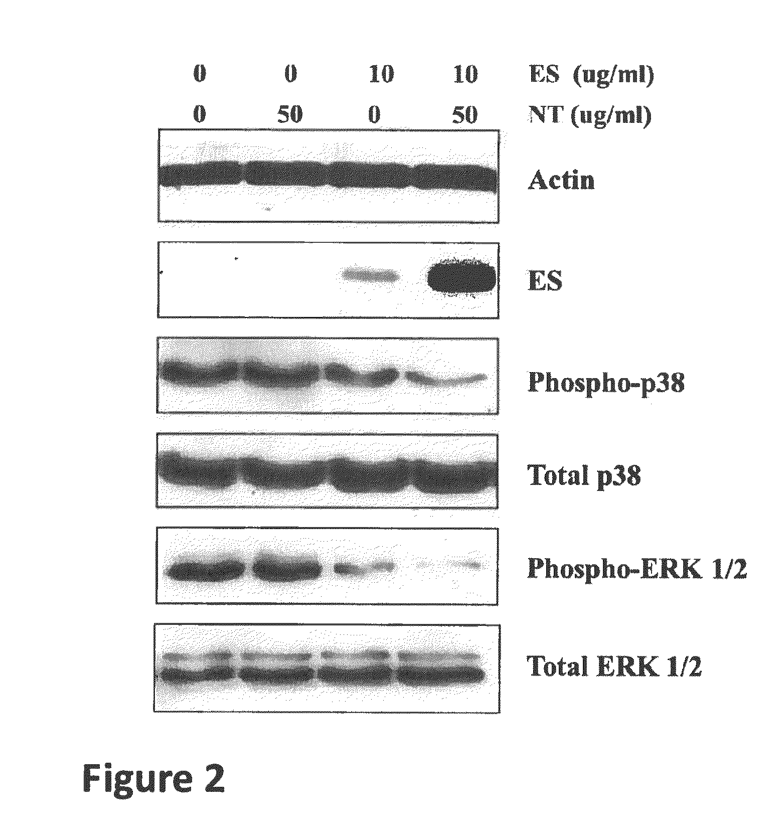 Methods and compositions for enhancing the uptake of therapeutic agents by target cells