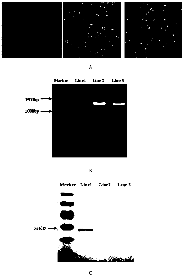 Valuation method for specific killing function of specific cytotoxicity T lymphocyte