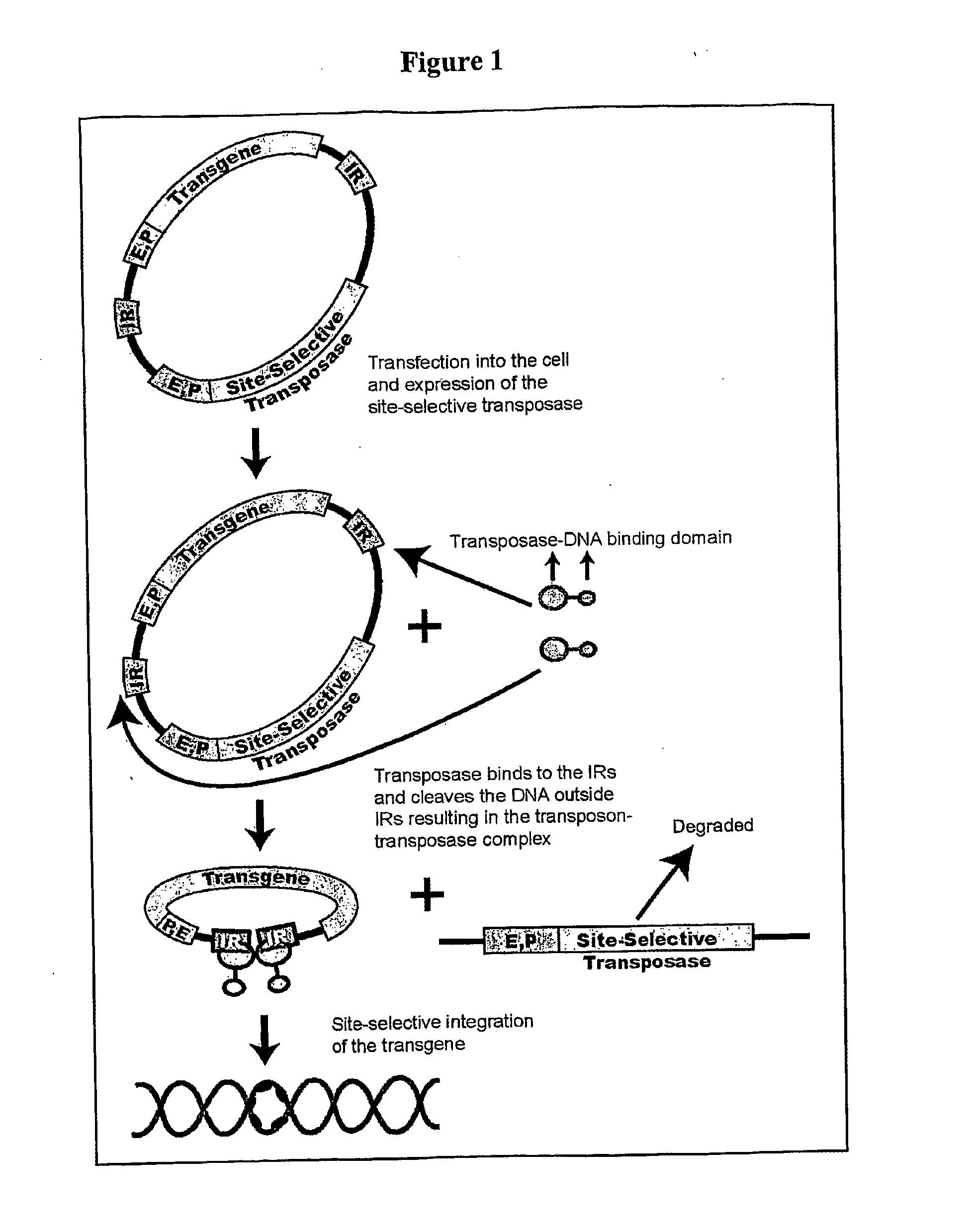 Transposon-based vectors and methods of nucleic acid integration