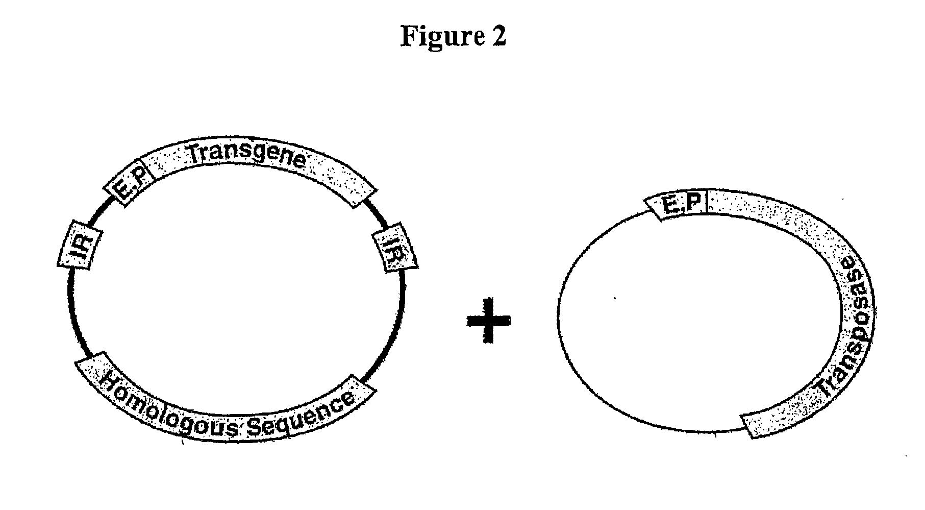 Transposon-based vectors and methods of nucleic acid integration
