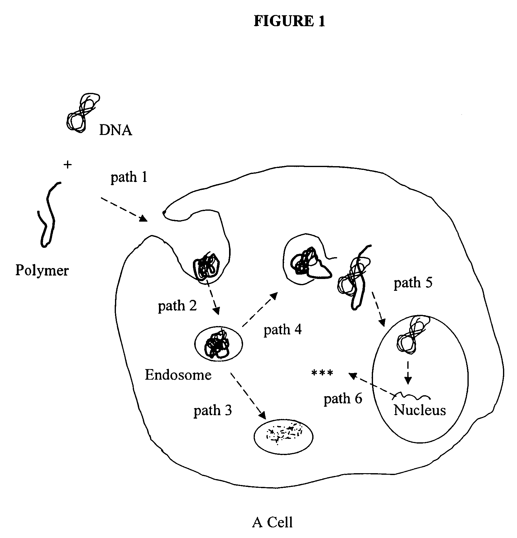 Microscope system and methods for intracellular studies