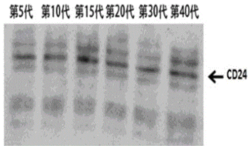 Transformed attenuated listeria introduced with human cd24 nucleotide sequence and its vaccine