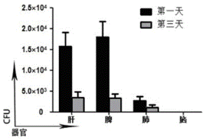 Transformed attenuated listeria introduced with human cd24 nucleotide sequence and its vaccine