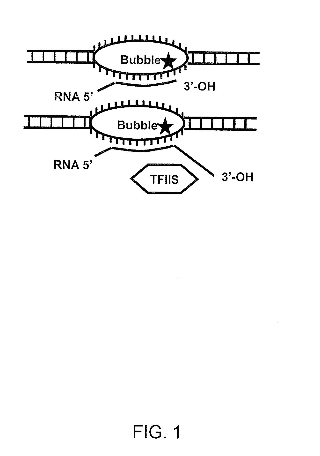 Tfiis and gdown1 as targets for cancer therapy