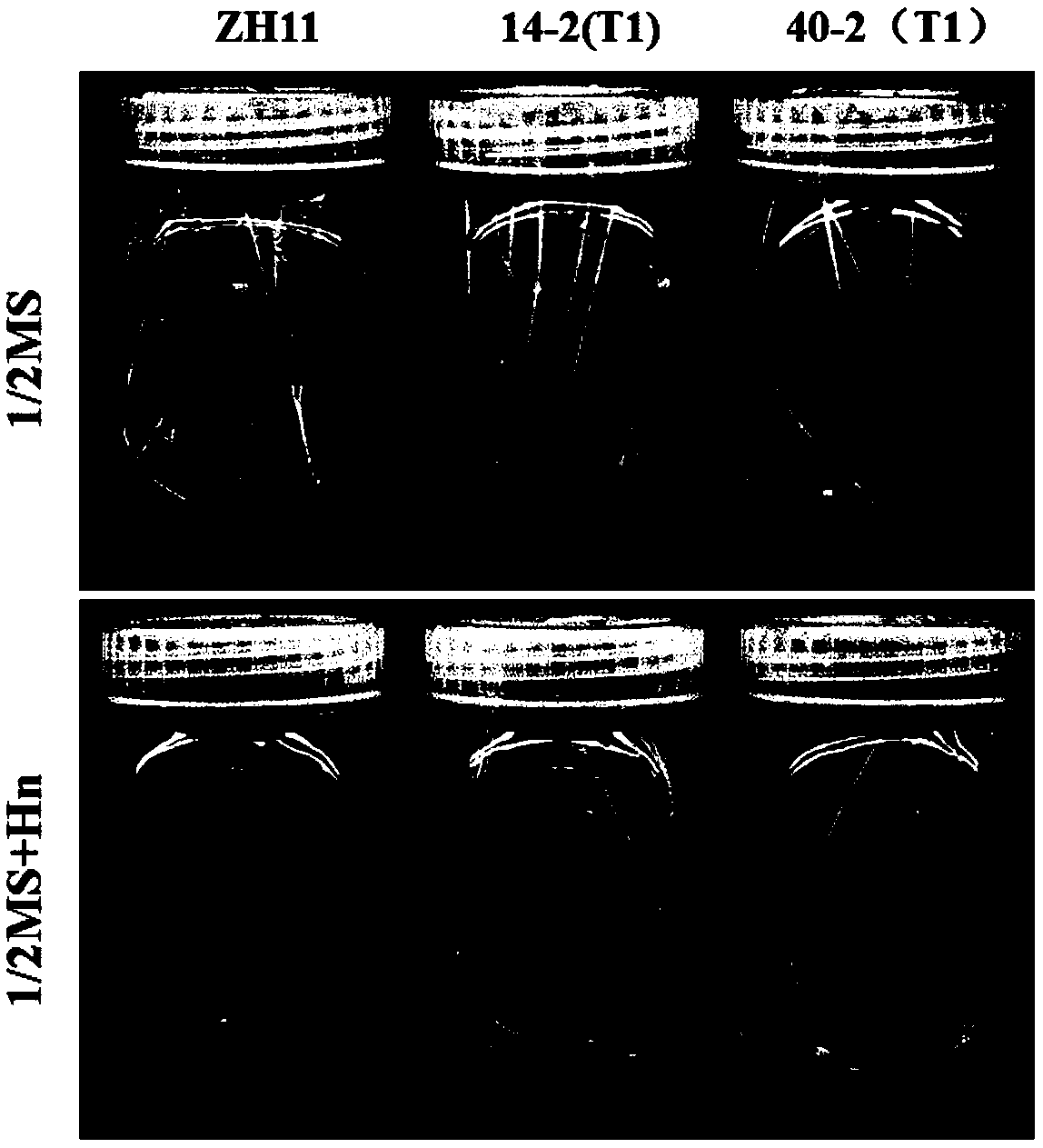 Barley alpha-amylase as well as coding gene and application thereof