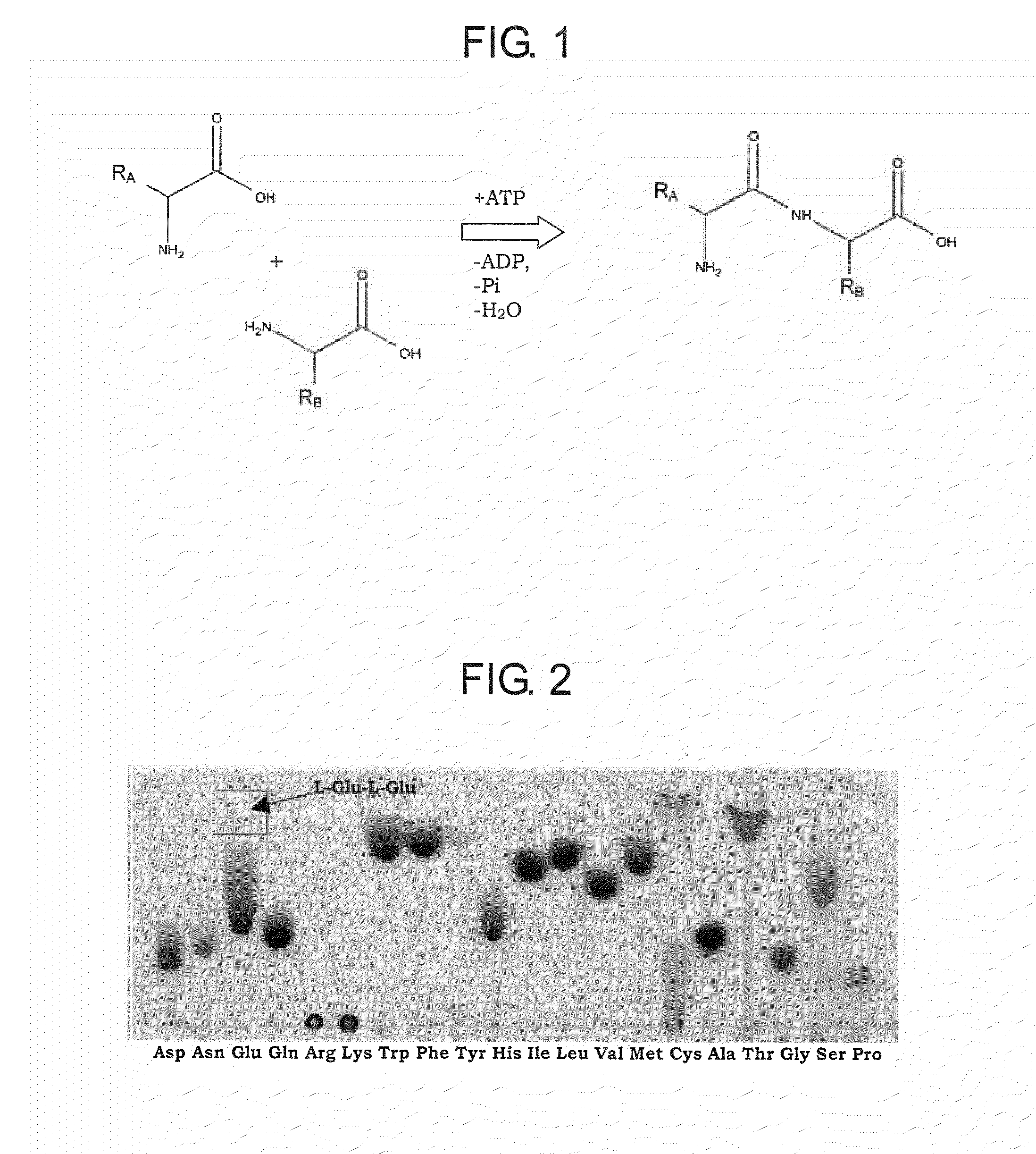 DNA encoding dipeptide-synthesizing enzyme (variants), bacterium belonging to the genus escherichia, and methods for producing dipeptides using thereof