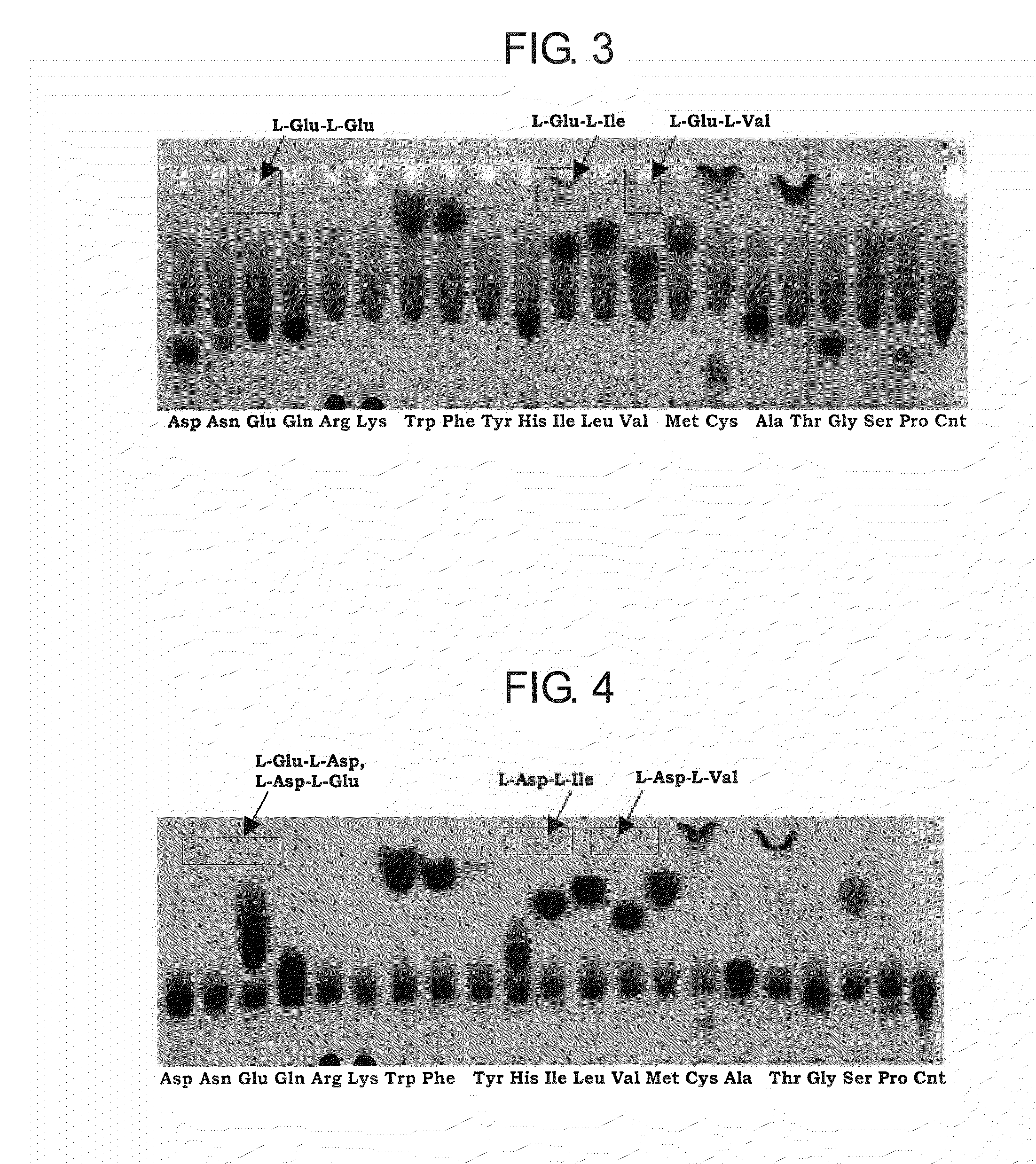 DNA encoding dipeptide-synthesizing enzyme (variants), bacterium belonging to the genus escherichia, and methods for producing dipeptides using thereof