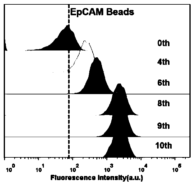 Nucleic acid aptamer of epithelial cell adhesion molecule (EpCAM) screened in human plasma and preparation method and application thereof