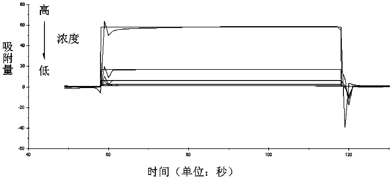 Small molecular antibody affinity peptide and application thereof