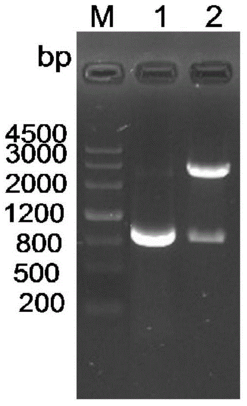 Recombinant salmonella containing porcine epidemic diarrhea virus S499-789 gene