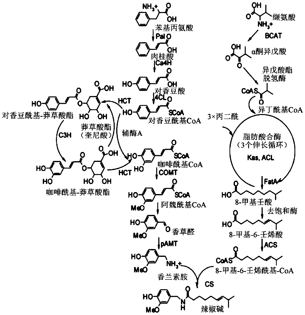 Method for the microbial production of specific natural capsaicinoids
