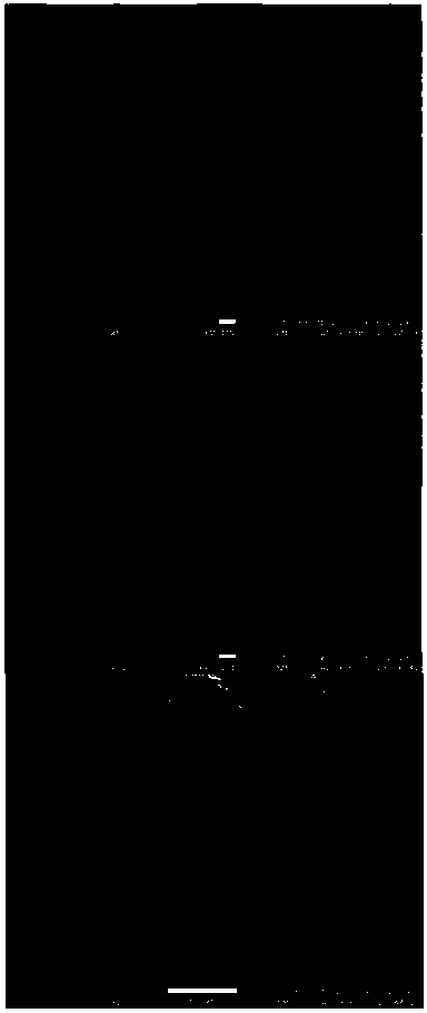 Zinc oxide/molybdenum sulfide thin film sensitive to extremely low concentration acetone