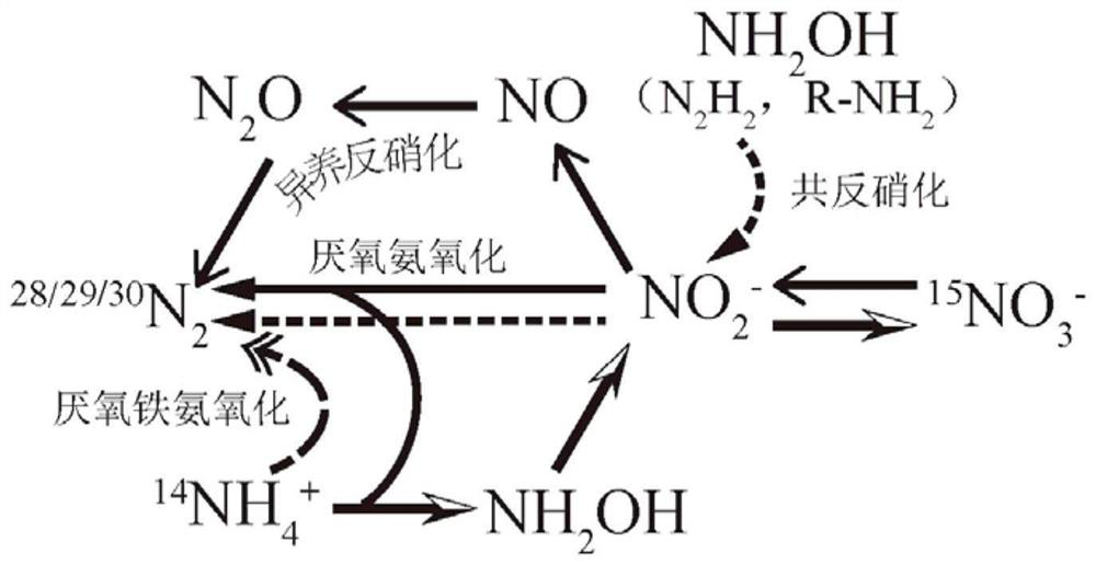 Method for identifying and quantifying anaerobic iron ammonia oxidation path in reservoir sediment