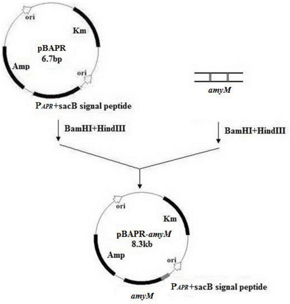 Novel high-temperature resistant alpha-amylase, preparing method of novel high-temperature resistant alpha-amylase and application of novel high-temperature resistant alpha-amylase