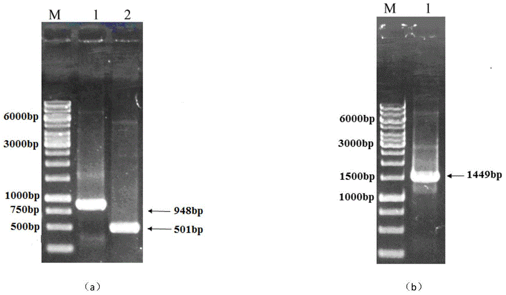 Novel high-temperature resistant alpha-amylase, preparing method of novel high-temperature resistant alpha-amylase and application of novel high-temperature resistant alpha-amylase