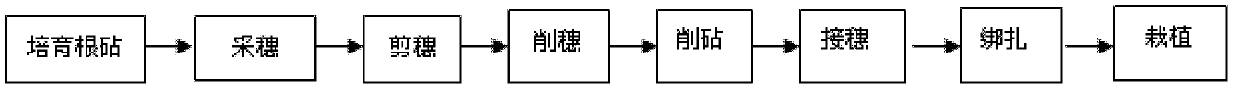 Grafting and breeding method for tea tree root stock