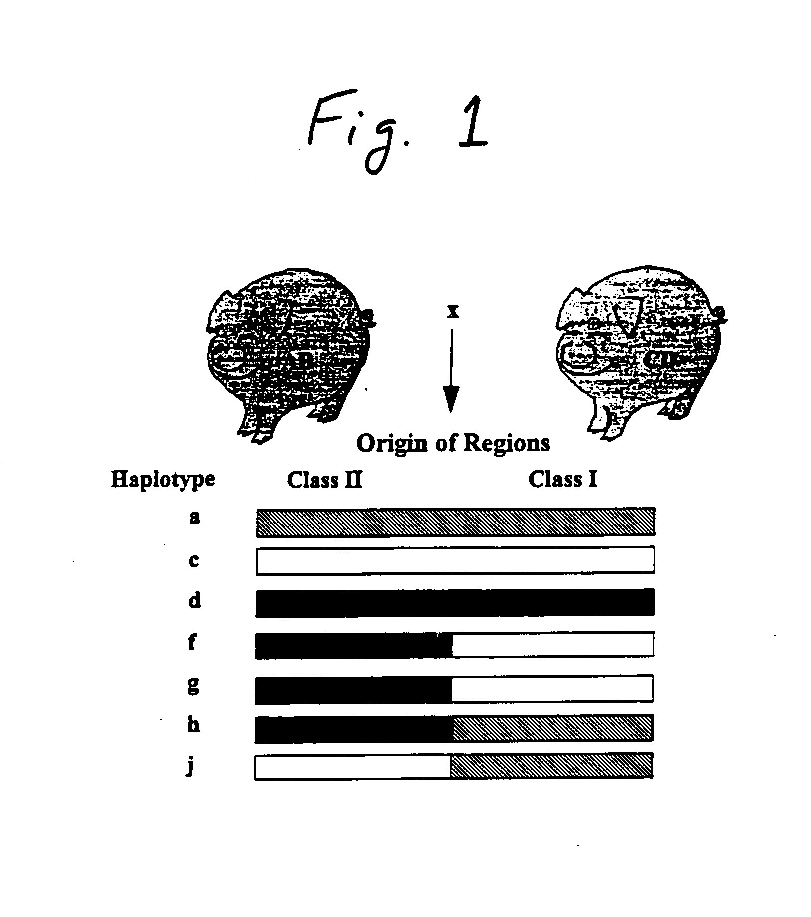 Swine defective for transmission of porcine endogenous retrovirus and uses thereof