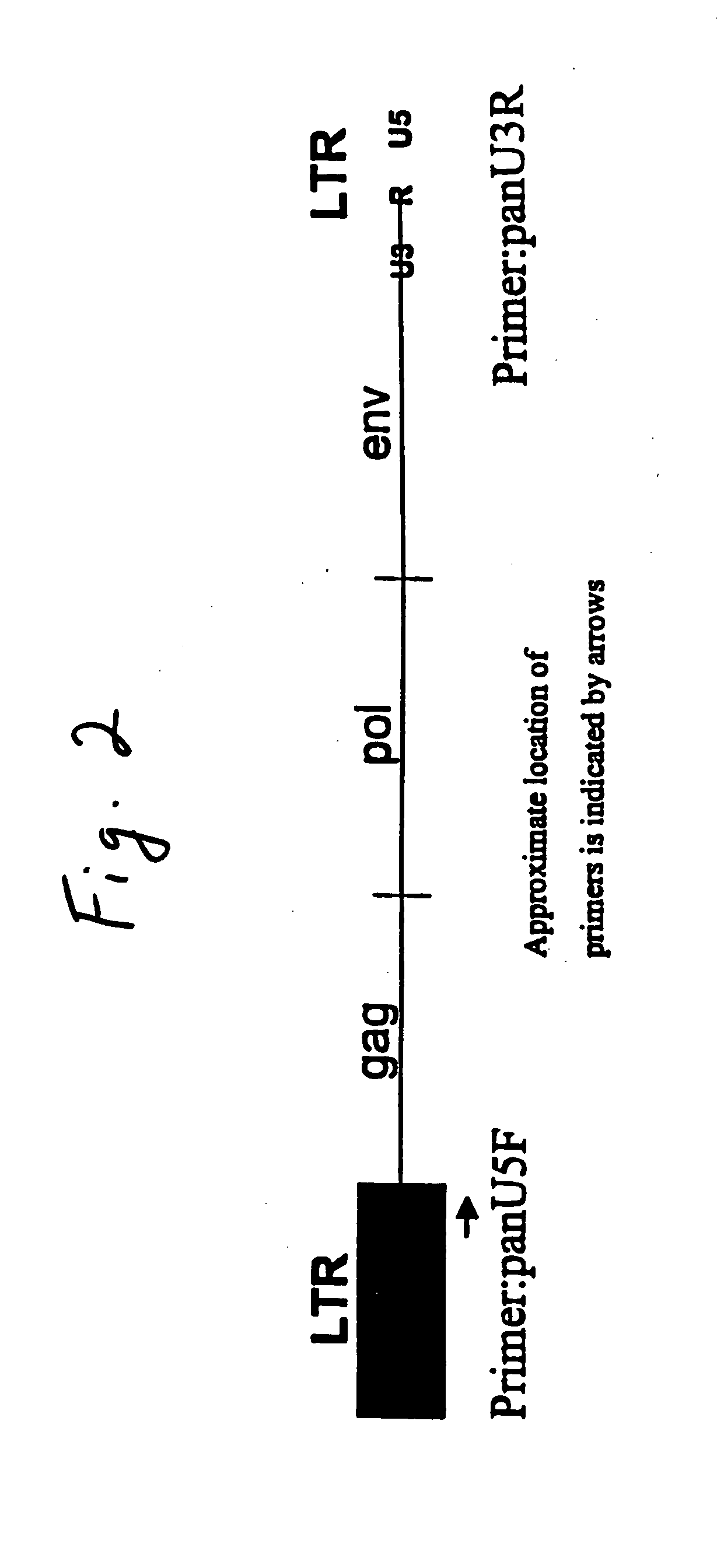 Swine defective for transmission of porcine endogenous retrovirus and uses thereof