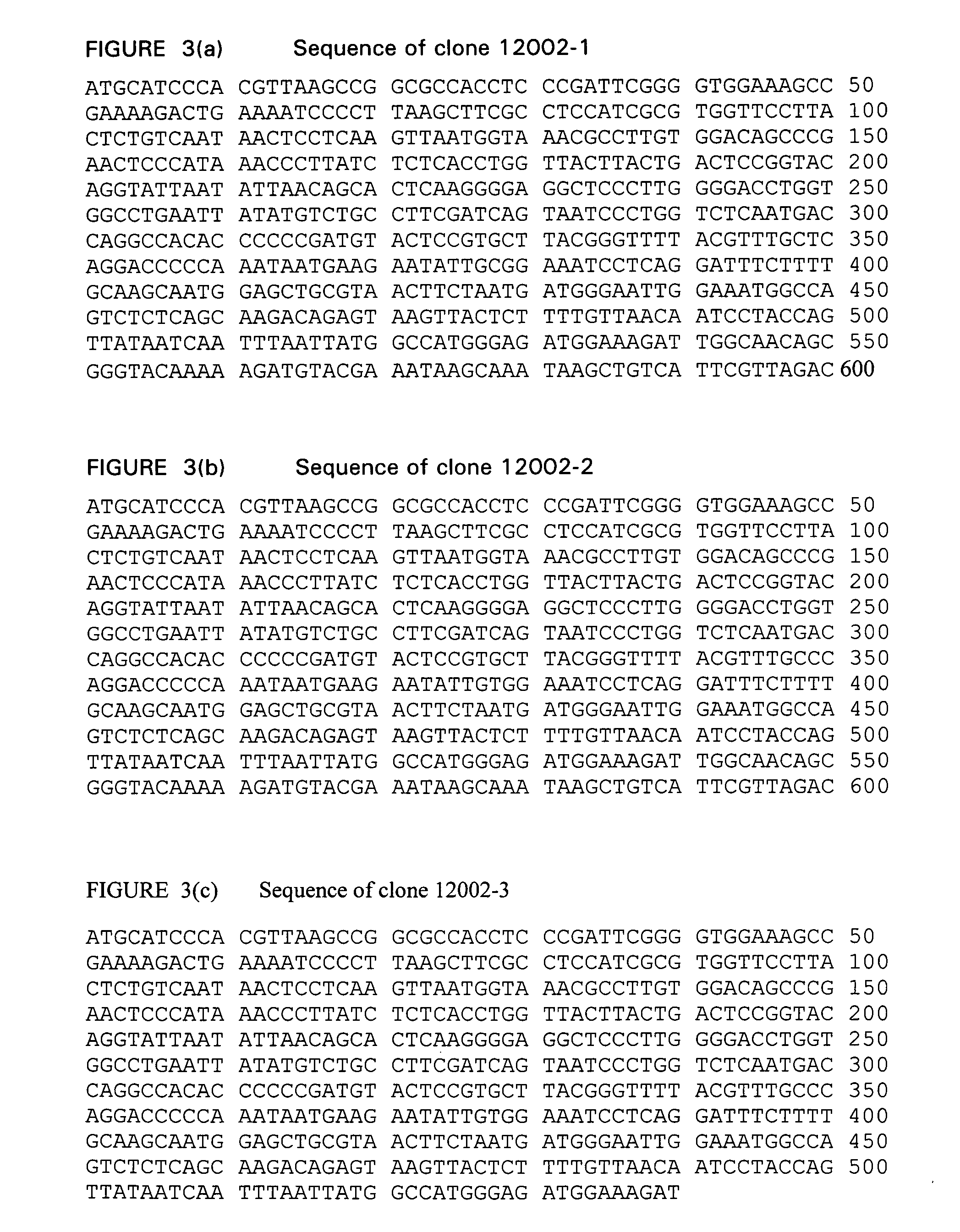 Swine defective for transmission of porcine endogenous retrovirus and uses thereof