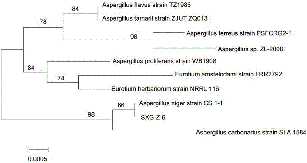 Aspergillus niger strain of complex enzyme for liquor making