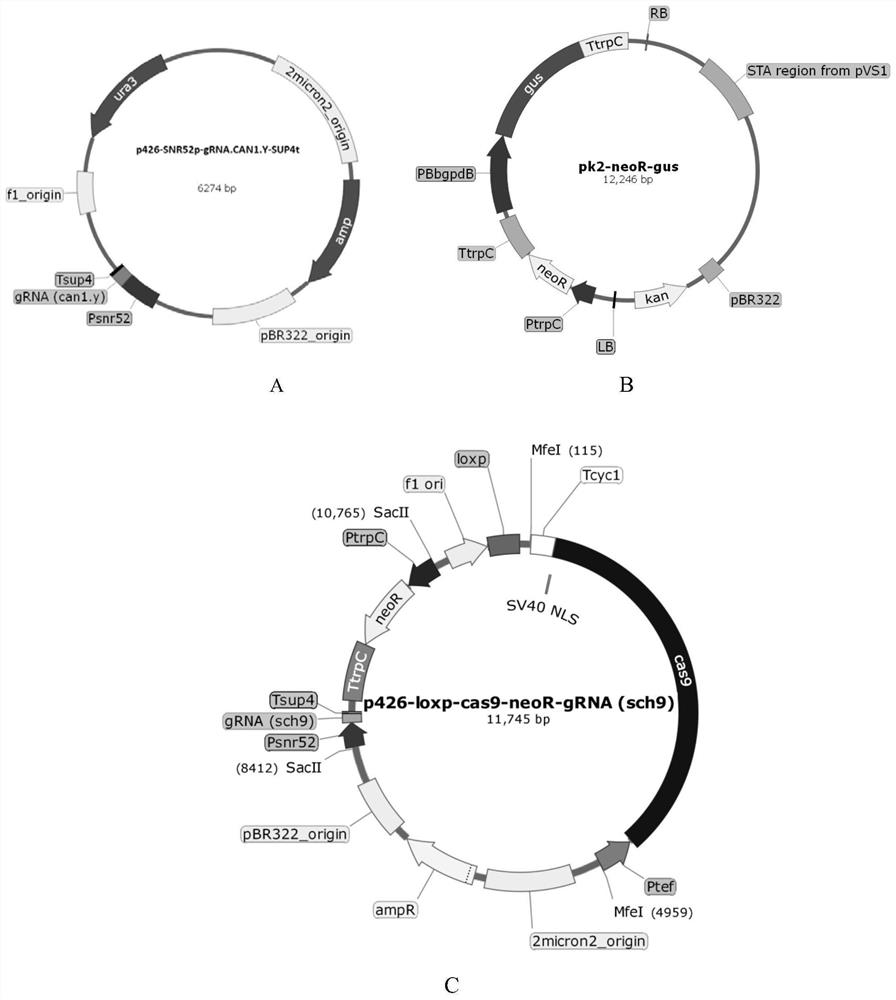 Downstream key effector sch9 of Aureobasidium pullulans TOR pathway and its application