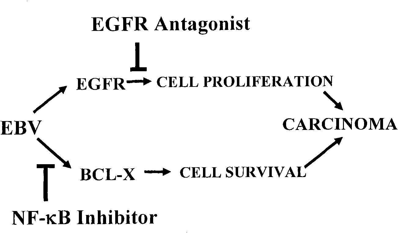 Molecular diagnostic agent and therapeutic agent of nasopharyngeal carcinoma, reagent kit and application thereof