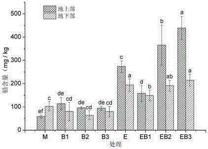 Method for repairing lead polluted soil by using EDTA and brassinolide co-induced rye grass
