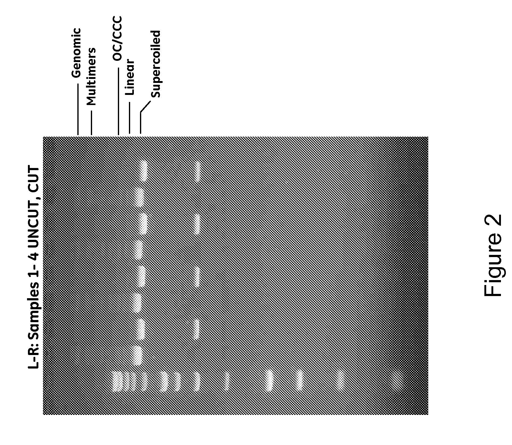 Modified spin column for simple and rapid plasmid DNA extraction