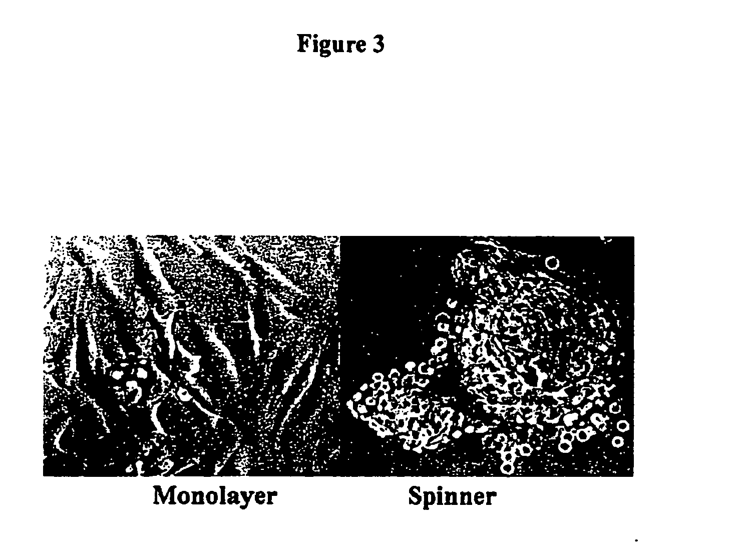 Tissue analogs for in vitro testing and method of use therefor
