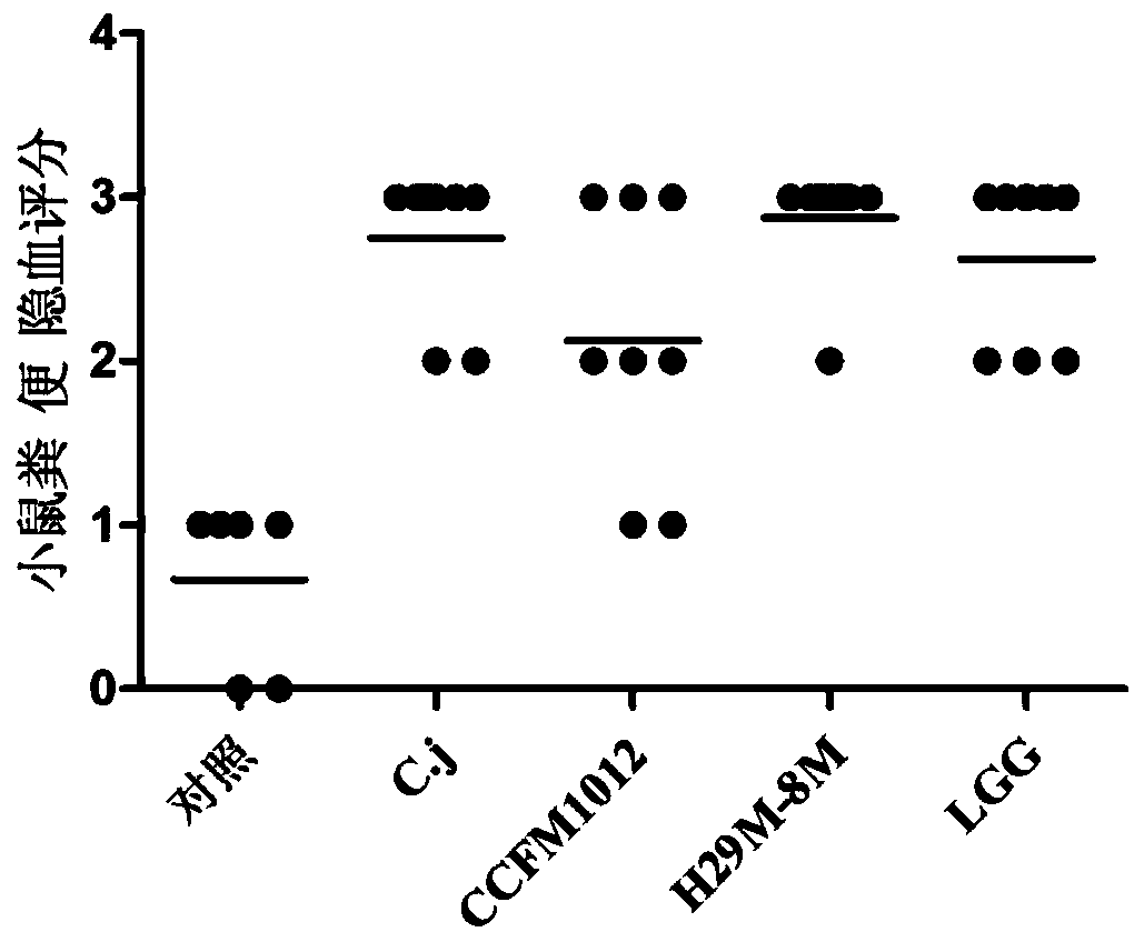 Pediococcus pentosaceae ccfm1012, its fermented food and its application in the preparation of drugs against Campylobacter jejuni infection