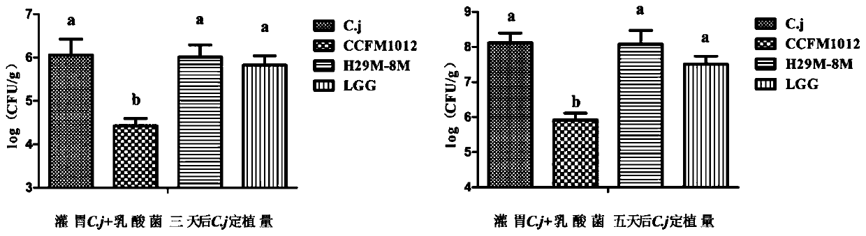 Pediococcus pentosaceae ccfm1012, its fermented food and its application in the preparation of drugs against Campylobacter jejuni infection