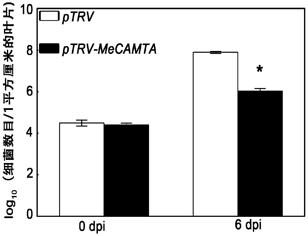 Cassava CAMTA (calmodulin-binding transcription activator) gene as well as construction and disease-resistant application of inhibitory expression vector of cassava CAMTA gene