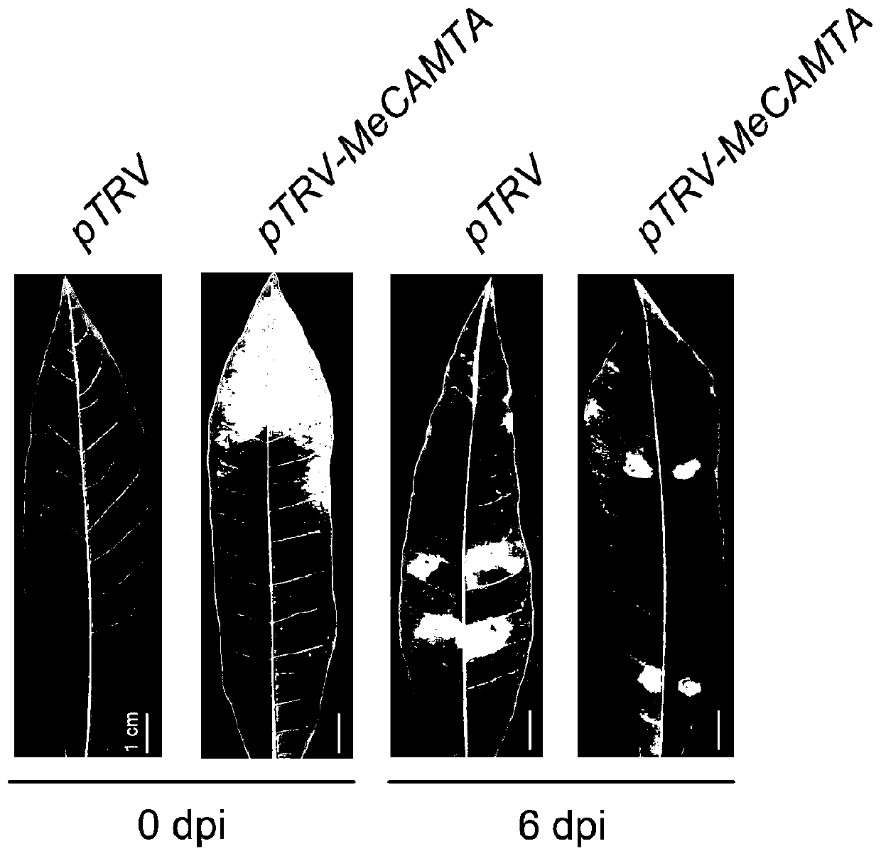 Cassava CAMTA (calmodulin-binding transcription activator) gene as well as construction and disease-resistant application of inhibitory expression vector of cassava CAMTA gene