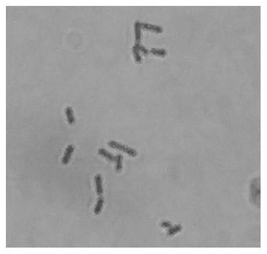 Multi-effect bacillus subtilis for high yield of immune polysaccharide and bacteriocin and application